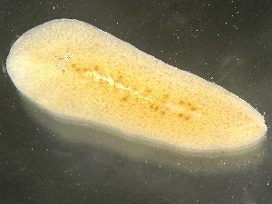  ( - NSRAS25-131B)  @11 [ ] by-nc-sa  Unspecified Huntsman Marine Science Centre