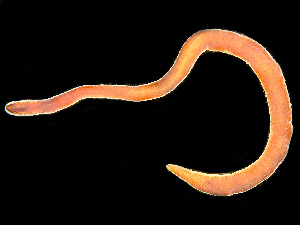  ( - NSRAS25-133)  @11 [ ] by-nc-sa  Unspecified Huntsman Marine Science Centre