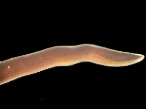  ( - NSRAS25-133)  @11 [ ] by-nc-sa  Unspecified Huntsman Marine Science Centre