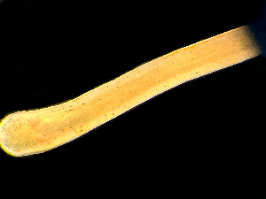  ( - NSRAS25-135A)  @11 [ ] by-nc-sa  Unspecified Huntsman Marine Science Centre