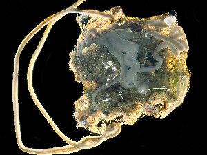  ( - NSRAS25-135A)  @11 [ ] by-nc-sa  Unspecified Huntsman Marine Science Centre