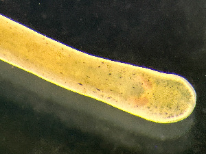  ( - NSRAS25-135A)  @11 [ ] by-nc-sa  Unspecified Huntsman Marine Science Centre