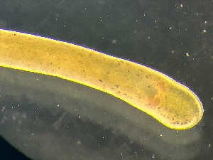  ( - NSRAS25-135B)  @11 [ ] by-nc-sa  Unspecified Huntsman Marine Science Centre