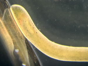  ( - NSRAS25-135B)  @11 [ ] by-nc-sa  Unspecified Huntsman Marine Science Centre