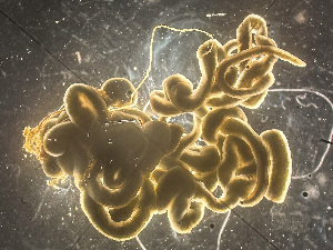  ( - NSRAS25-104A)  @11 [ ] by-nc-sa  Unspecified Huntsman Marine Science Centre