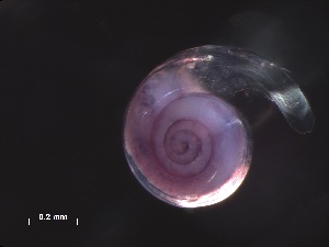  ( - Afra_SO255_041_01)  @11 [ ] CreativeCommons - Attribution Non-Commercial Share-Alike (2019) Unspecified Naturalis Biodiversity Center