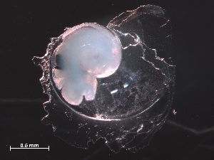  ( - Afra_SO255_143_01)  @11 [ ] CreativeCommons - Attribution Non-Commercial Share-Alike (2019) Unspecified Naturalis Biodiversity Center