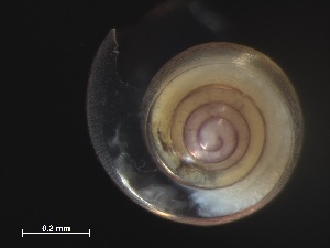  ( - Afro_KOK1703_05_01)  @11 [ ] CreativeCommons - Attribution Non-Commercial Share-Alike (2019) Unspecified Naturalis Biodiversity Center