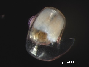  ( - Afro_KOK1703_05_01)  @11 [ ] CreativeCommons - Attribution Non-Commercial Share-Alike (2019) Unspecified Naturalis Biodiversity Center