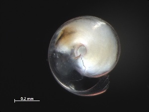  ( - Afro_KOK1703_06_01)  @11 [ ] CreativeCommons - Attribution Non-Commercial Share-Alike (2019) Unspecified Naturalis Biodiversity Center