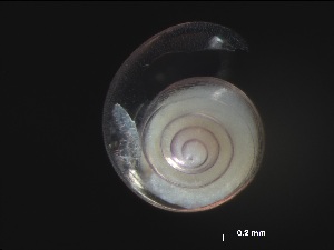  ( - Afro_KOK1703_06_01)  @11 [ ] CreativeCommons - Attribution Non-Commercial Share-Alike (2019) Unspecified Naturalis Biodiversity Center
