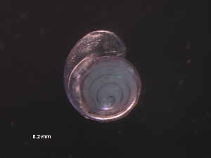  ( - Afro_SO255_073_01)  @11 [ ] CreativeCommons - Attribution Non-Commercial Share-Alike (2019) Unspecified Naturalis Biodiversity Center