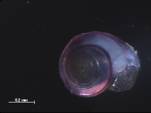  ( - Ahel_AMT27_43_01)  @11 [ ] CreativeCommons - Attribution Non-Commercial Share-Alike (2019) Unspecified Naturalis Biodiversity Center