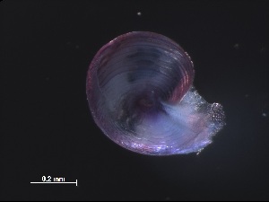  ( - Ahel_AMT27_43_01)  @11 [ ] CreativeCommons - Attribution Non-Commercial Share-Alike (2019) Unspecified Naturalis Biodiversity Center
