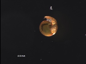  ( - Ahel_AMT27_58_01)  @11 [ ] CreativeCommons - Attribution Non-Commercial Share-Alike (2019) Unspecified Naturalis Biodiversity Center
