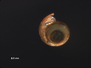  ( - Ahel_AMT27_58_01)  @11 [ ] CreativeCommons - Attribution Non-Commercial Share-Alike (2019) Unspecified Naturalis Biodiversity Center