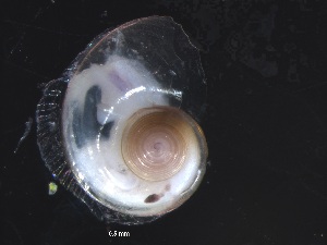  ( - Ahel_KOK1703_02_01)  @11 [ ] CreativeCommons - Attribution Non-Commercial Share-Alike (2019) Unspecified Naturalis Biodiversity Center