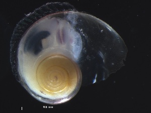  ( - Ahel_KOK1703_07_01)  @11 [ ] CreativeCommons - Attribution Non-Commercial Share-Alike (2019) Unspecified Naturalis Biodiversity Center