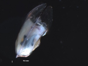  ( - Ahel_KOK1703_07_01)  @11 [ ] CreativeCommons - Attribution Non-Commercial Share-Alike (2019) Unspecified Naturalis Biodiversity Center