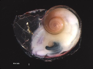  ( - Ahel_SN105_08_05)  @11 [ ] CreativeCommons - Attribution Non-Commercial Share-Alike (2019) Unspecified Naturalis Biodiversity Center