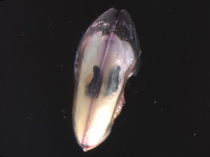  ( - Ahel_SN105_08_05)  @11 [ ] CreativeCommons - Attribution Non-Commercial Share-Alike (2019) Unspecified Naturalis Biodiversity Center