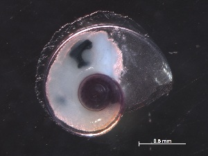  ( - Ahel_SO255_100_02)  @11 [ ] CreativeCommons - Attribution Non-Commercial Share-Alike (2019) Unspecified Naturalis Biodiversity Center