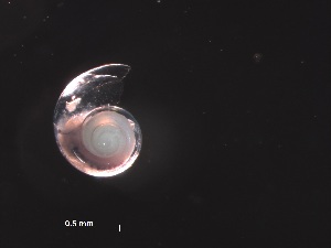  ( - Aper_AMT27_09_01)  @11 [ ] CreativeCommons - Attribution Non-Commercial Share-Alike (2019) Unspecified Naturalis Biodiversity Center