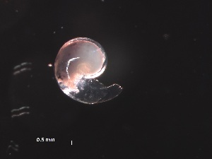  ( - Aper_AMT27_09_01)  @11 [ ] CreativeCommons - Attribution Non-Commercial Share-Alike (2019) Unspecified Naturalis Biodiversity Center