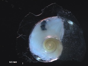  ( - Aper_KOK1703_01_01)  @11 [ ] CreativeCommons - Attribution Non-Commercial Share-Alike (2019) Unspecified Naturalis Biodiversity Center