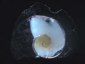  ( - Aper_KOK1703_01_01)  @11 [ ] CreativeCommons - Attribution Non-Commercial Share-Alike (2019) Unspecified Naturalis Biodiversity Center