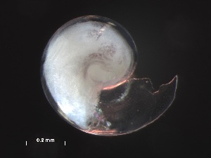  ( - Aper_KOK1703_03_01)  @11 [ ] CreativeCommons - Attribution Non-Commercial Share-Alike (2019) Unspecified Naturalis Biodiversity Center