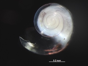  ( - Aper_KOK1703_03_01)  @11 [ ] CreativeCommons - Attribution Non-Commercial Share-Alike (2019) Unspecified Naturalis Biodiversity Center