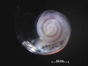  ( - Aper_KOK1703_07_01)  @11 [ ] CreativeCommons - Attribution Non-Commercial Share-Alike (2019) Unspecified Naturalis Biodiversity Center