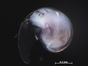 ( - Aper_KOK1703_07_01)  @11 [ ] CreativeCommons - Attribution Non-Commercial Share-Alike (2019) Unspecified Naturalis Biodiversity Center