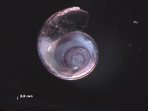  ( - Aper_SO255_013_01)  @11 [ ] CreativeCommons - Attribution Non-Commercial Share-Alike (2019) Unspecified Naturalis Biodiversity Center