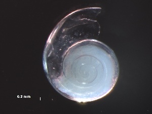  ( - Aper_SO255_057_01)  @11 [ ] CreativeCommons - Attribution Non-Commercial Share-Alike (2019) Unspecified Naturalis Biodiversity Center