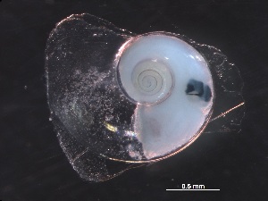  ( - Aper_SO255_073_01)  @11 [ ] CreativeCommons - Attribution Non-Commercial Share-Alike (2019) Unspecified Naturalis Biodiversity Center