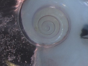  ( - Aper_SO255_073_01)  @11 [ ] CreativeCommons - Attribution Non-Commercial Share-Alike (2019) Unspecified Naturalis Biodiversity Center