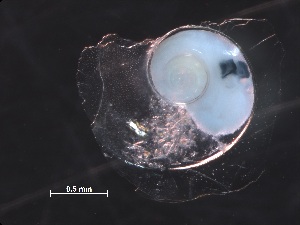  ( - Aper_SO255_080_01)  @11 [ ] CreativeCommons - Attribution Non-Commercial Share-Alike (2019) Unspecified Naturalis Biodiversity Center