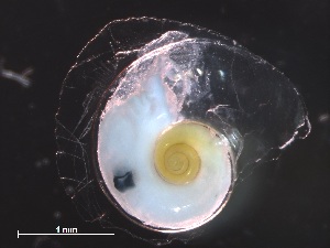  ( - Aper_SO255_080_02)  @11 [ ] CreativeCommons - Attribution Non-Commercial Share-Alike (2019) Unspecified Naturalis Biodiversity Center
