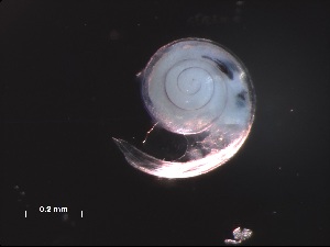  ( - Aper_SO255_080_03)  @11 [ ] CreativeCommons - Attribution Non-Commercial Share-Alike (2019) Unspecified Naturalis Biodiversity Center