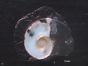  ( - Aper_SO255_100_01)  @11 [ ] CreativeCommons - Attribution Non-Commercial Share-Alike (2019) Unspecified Naturalis Biodiversity Center