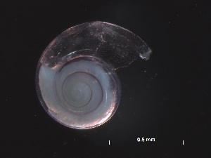  ( - Aper_SO255_143_01)  @11 [ ] CreativeCommons - Attribution Non-Commercial Share-Alike (2019) Unspecified Naturalis Biodiversity Center