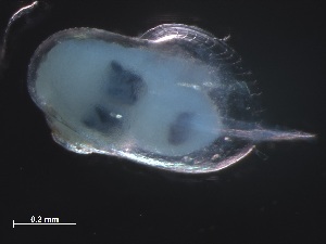 ( - Pscu_AMT27_35_01)  @11 [ ] CreativeCommons - Attribution Non-Commercial Share-Alike (2019) Unspecified Naturalis Biodiversity Center