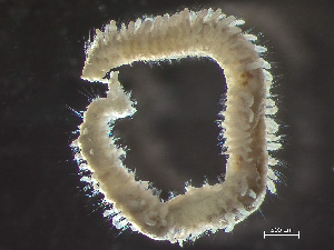  ( - HMSC174_01018)  @11 [ ] by-nc-sa  Unspecified Huntsman Marine Science Centre