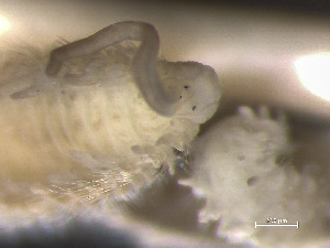  ( - HMSC174_01020)  @11 [ ] by-nc-sa  Unspecified Huntsman Marine Science Centre