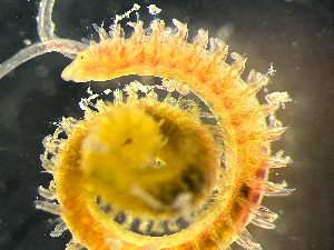  ( - HMSC174_01020)  @11 [ ] by-nc-sa  Unspecified Huntsman Marine Science Centre