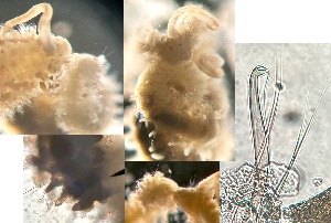  ( - HMSC174_01020)  @11 [ ] by-nc-sa  Unspecified Huntsman Marine Science Centre