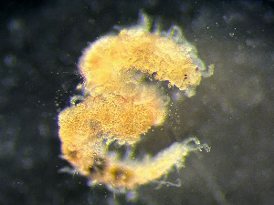  (Eusyllis lamelligera - HMSC174_01055)  @11 [ ] by-nc-sa  Unspecified Huntsman Marine Science Centre