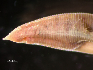  ( - HMSC174_01303)  @11 [ ] by-nc-sa  Unspecified Huntsman Marine Science Centre
